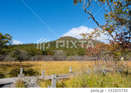 秋の沼っ原湿原の木道から見た紅葉の景色 131925756