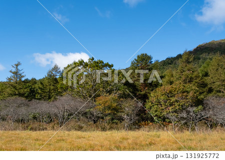 秋の沼っ原湿原の木道から見た紅葉の景色 秋の沼っ原湿原の木道から見た紅葉の景色 131925772