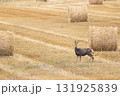 Mule deer doe is going through the field with yellow bales. 131925839