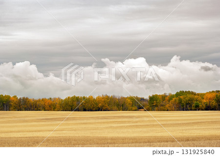 Autumn landscape in prairies with yellow stubbles and colorful trees. Autumn landscape in prairies with yellow stubbles and colorful trees. 131925840