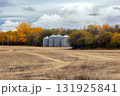 Old granaries and yellow trees in the autumn field with stubbles. 131925841
