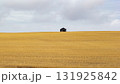 Old rustic wooden granary in the yellow field with stubbles in fall. 131925842