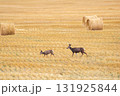 Female mule deer with a fawn is in the yellow field with straw bales. 131925844