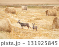 Female mule deer with a fawn is in the yellow field with straw bales. 131925845