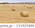 Autumn landscape in prairies, field with round yellow bales. 131925846