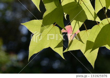 フウの木の若葉 131925976