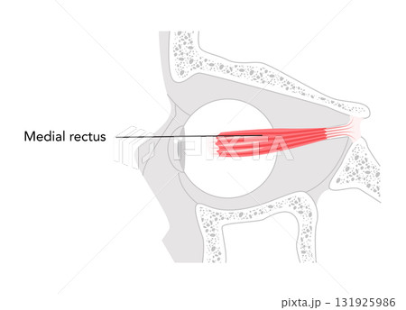 Medial rectus - Human eye muscle depicted in labeled anatomy chart, controls inward movement of the eyeball, 131925986
