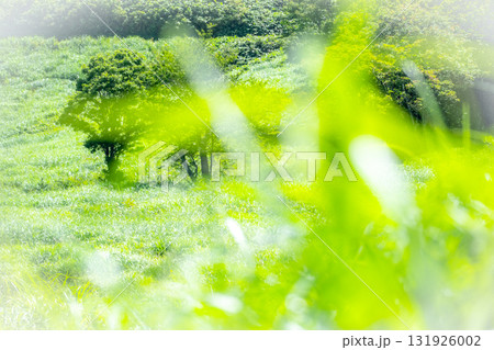 高原の夏草がキラキラ　大山鏡ヶ成 131926002