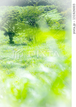 高原の夏草がキラキラ　大山鏡ヶ成 131926003