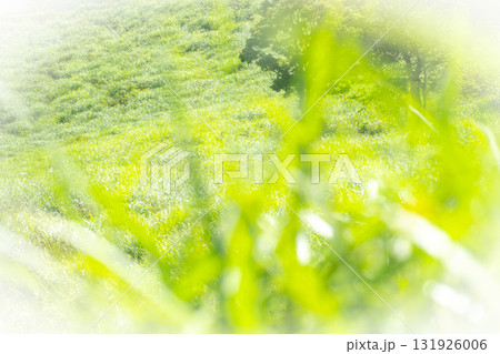 高原の夏草がキラキラ　大山鏡ヶ成 131926006