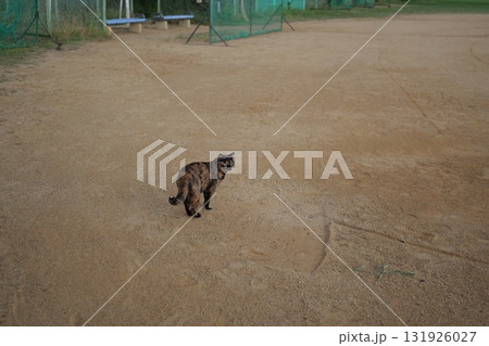 広場で遊ぶさび猫 131926027