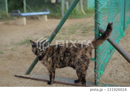 広場で遊ぶさび猫 広場で遊ぶさび猫 131926028