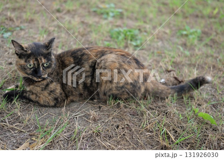 広場で遊ぶさび猫 131926030