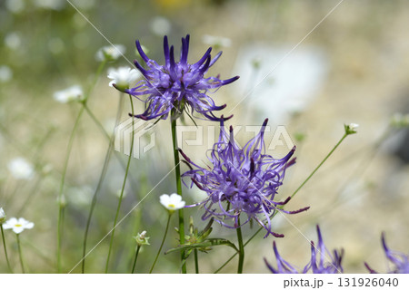 フィテウマ・ショイヒシェリ 131926040