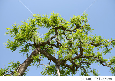 シダレエンジュ 131926066