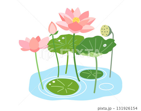 池になる蓮の花と葉と実をイメージしたイラスト 池になる蓮の花と葉と実をイメージしたイラスト 131926154