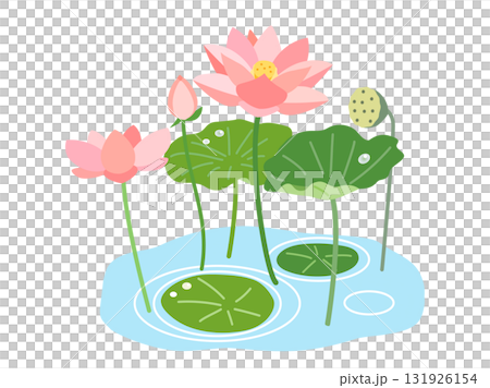 池塘裡的蓮花、葉子和果實的插圖 131926154
