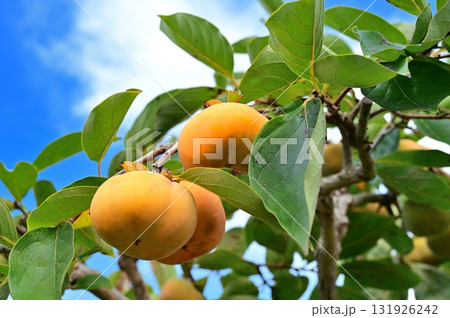 熟した柿の実と青空 熟した柿の実と青空 131926242