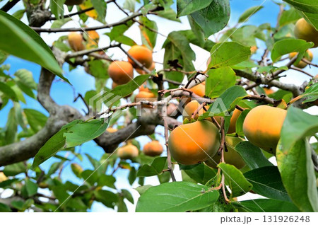 色づいた柿の実 色づいた柿の実 131926248
