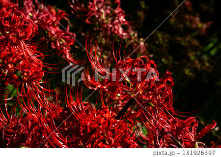 彼岸花 131926397