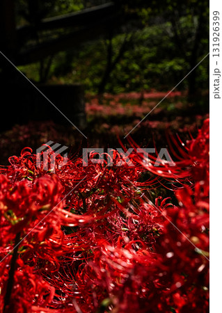 彼岸花 131926399