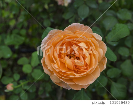 やわらかな光に咲くオレンジの薔薇 やわらかな光に咲くオレンジの薔薇 131926489