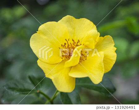 陽だまりに輝くレモンフィズ 131926491