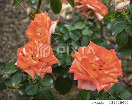 和の彩り、八千代錦の薔薇 131926493