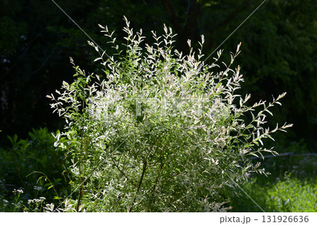 フイリイヌコリヤナギ フイリイヌコリヤナギ 131926636
