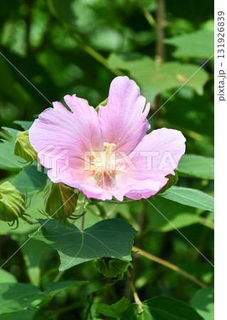 フヨウ Cotton Rose フヨウ Cotton Rose 131926839