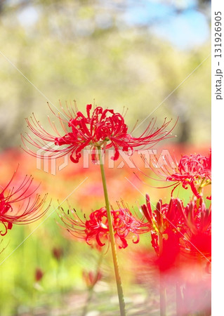 群生する秋の花　曼殊沙華 131926905