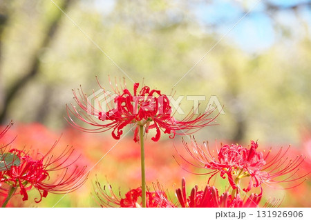 群生する秋の花　曼殊沙華 131926906