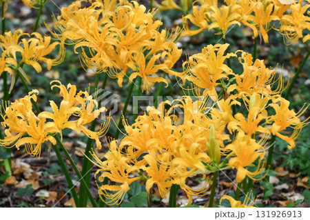 ショウキズイセン Golden spider lily ショウキズイセン Golden spider lily 131926913