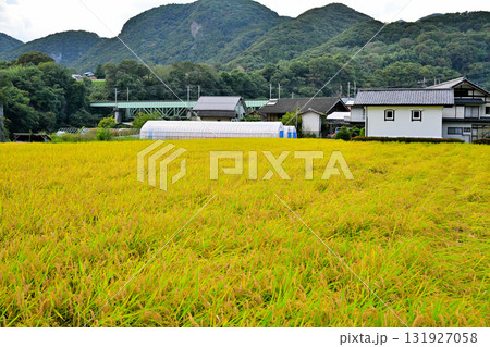 農家と土蔵　米の収穫時期　秋の風景　　　　 131927058