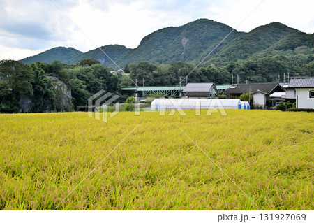 秋の利根川沿線風景　米の収穫時期　　　　　 131927069