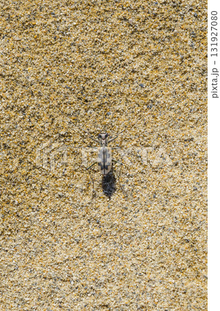 砂浜に生息するカワラハンミョウ 鳥取県 鳥取砂丘 131927080