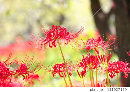 群生する秋の花　曼殊沙華 131927139