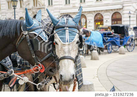 馬車の役割を果たしている馬と目が合う瞬間の様子 馬車の役割を果たしている馬と目が合う瞬間の様子 131927236