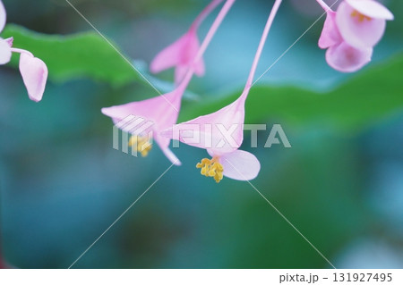秋海棠の雌花のアップ 秋海棠の雌花のアップ 131927495