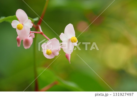 秋海棠の雄花のアップ 131927497