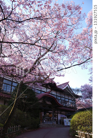 Takato Higanzakura / 信州・伊那路，高遠城址公園の高遠ヒガンザクラ(開花見頃) 131927515