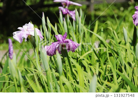 花菖蒲　ハナショウブ 131927548