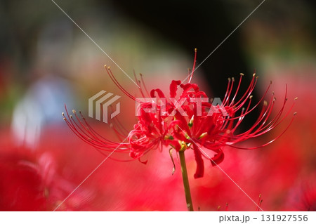 群生する秋の花　曼殊沙華 131927556