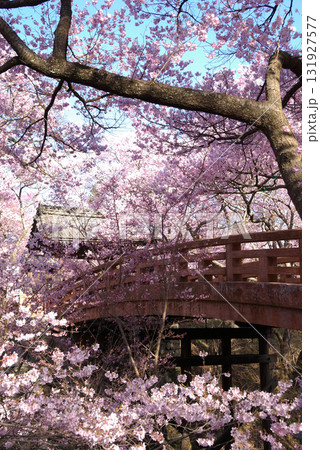 Takato Higanzakura / 信州・伊那路,高遠城址公園の高遠ヒガンザクラ(開花見頃) Takato Higanzakura / 信州・伊那路,高遠城址公園の高遠ヒガンザクラ(開花見頃) 131927577