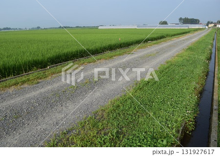 農道と田園風景 山形県庄内 農道と田園風景 山形県庄内 131927617