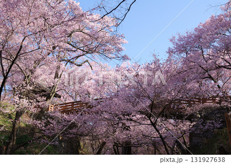 Takato Higanzakura / 信州・伊那路，高遠城址公園の高遠ヒガンザクラ(開花見頃) 131927638