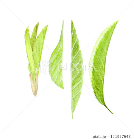 Fresh sakura leaves watercolor set. Delicate and realistic botanical elements perfect for spring floral compositions, nature designs, wedding invitations, packaging, and Japanese-inspired artwork 131927648