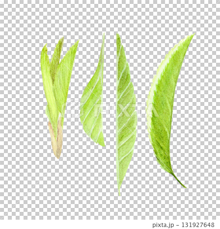 Fresh sakura leaves watercolor set. Delicate and realistic botanical elements perfect for spring floral compositions, nature designs, wedding invitations, packaging, and Japanese-inspired artwork 131927648