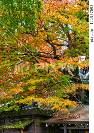 【東京都】色づき始めた紅葉が綺麗な高尾山薬王院 【東京都】色づき始めた紅葉が綺麗な高尾山薬王院 131927692