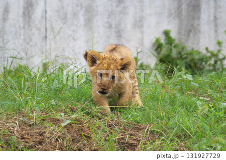 笑顔で駆けるライオンの赤ちゃん 笑顔で駆けるライオンの赤ちゃん 131927729